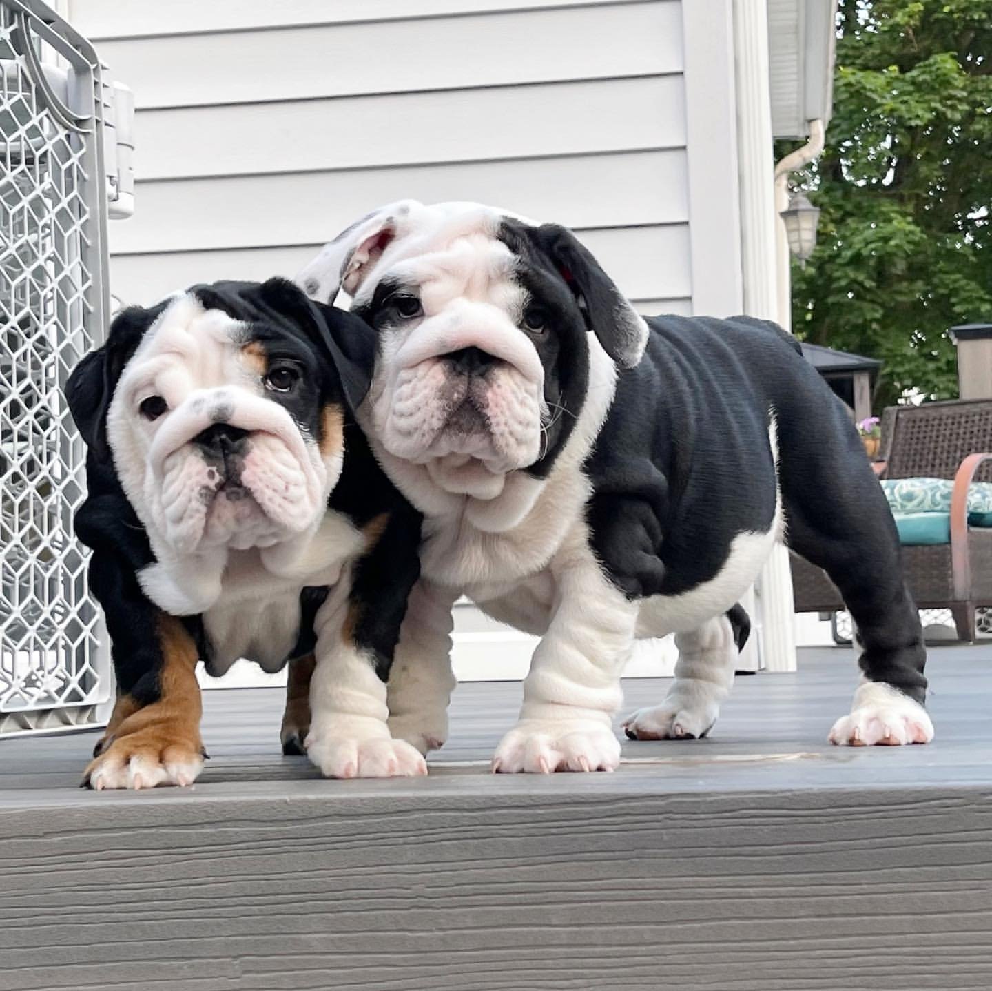 ROYAL PETS CARE- BRITISH BULLDOG