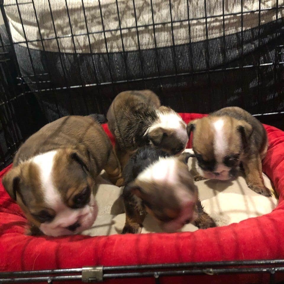 Cute Bristish Bulldog puppioes ready for Rehoming